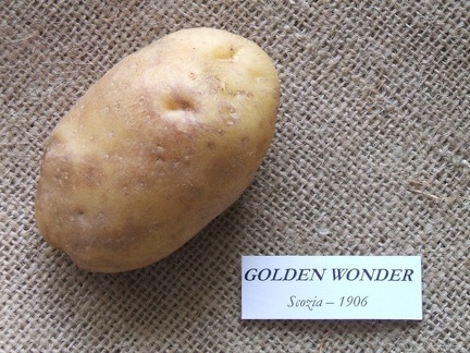 goldenwonder