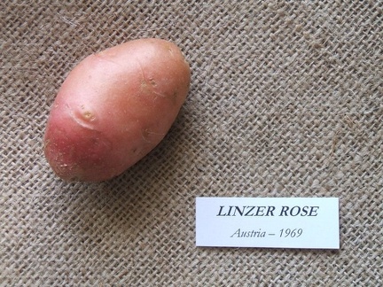 linzerrose