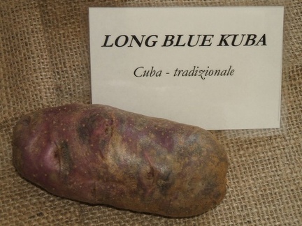 longbluekuba