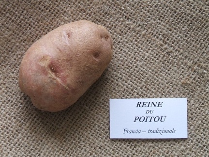 Reine du poitou 