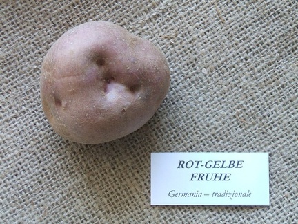 Rot-gelbe frhue 