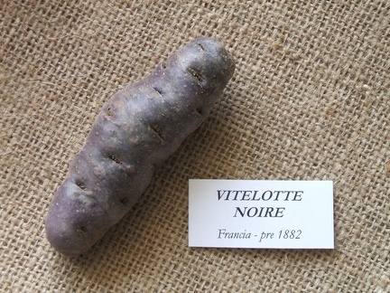 Vitelotte noire 